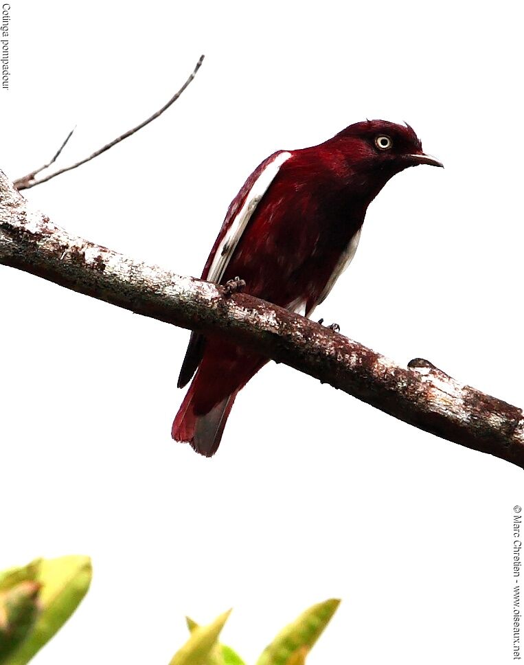 Pompadour Cotinga male adult