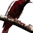 Cotinga pompadour