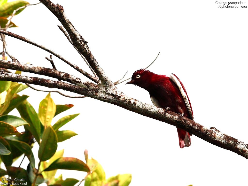 Cotinga pompadour mâle adulte