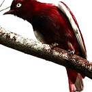 Cotinga pompadour