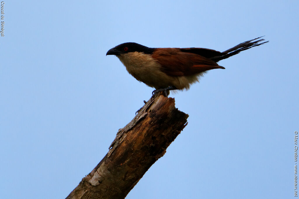 Coucal du Sénégal