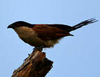 Coucal du Sénégal