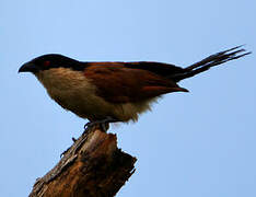 Coucal du Sénégal