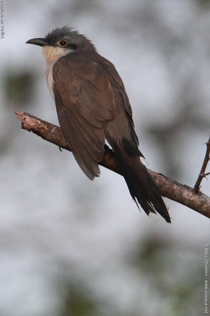 Dark-billed Cuckooadult