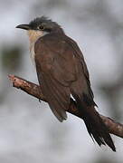 Dark-billed Cuckoo