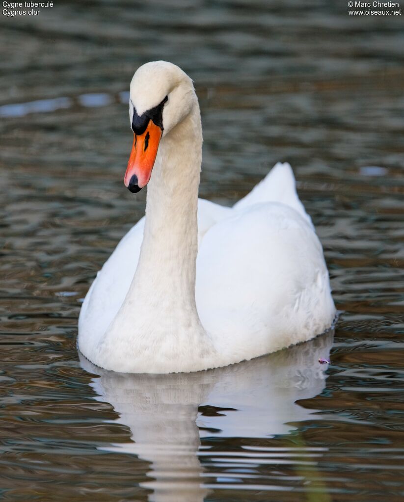 Cygne tuberculé femelle adulte