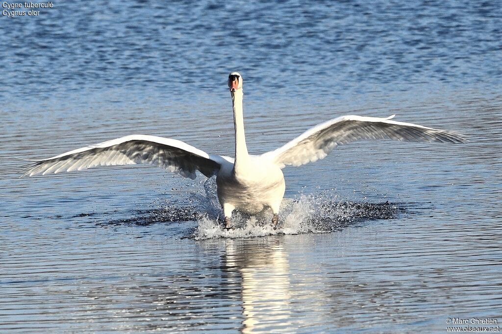 Cygne tuberculéadulte