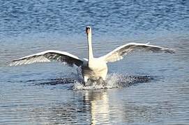 Cygne tuberculé