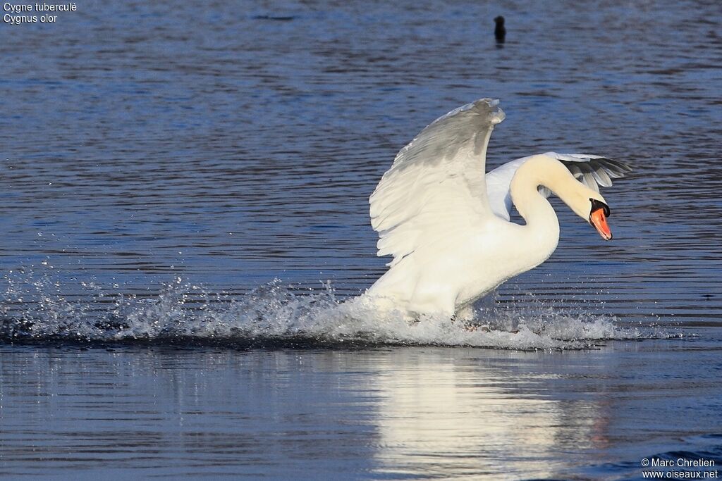 Cygne tuberculéadulte