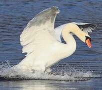 Mute Swan