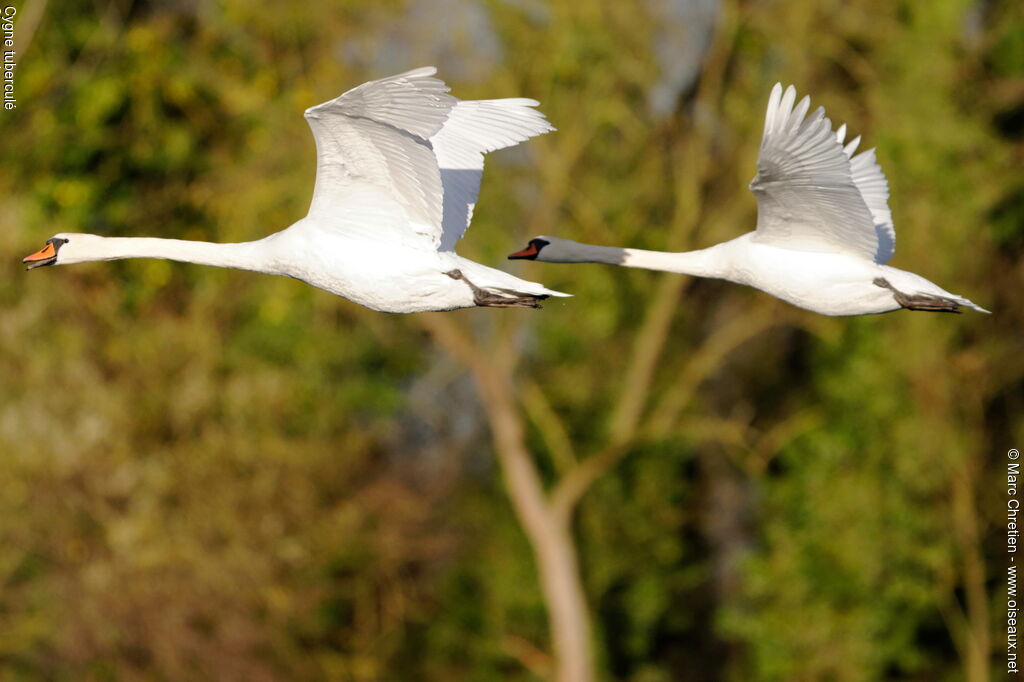 Mute Swan