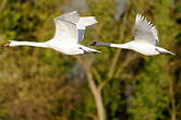 Cygne tuberculé