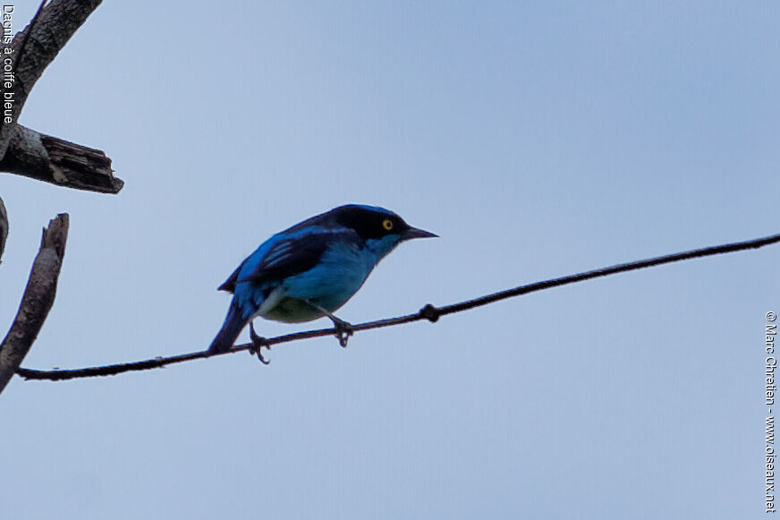 Black-faced Dacnis