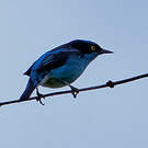 Dacnis à coiffe bleue