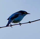 Dacnis à coiffe bleue