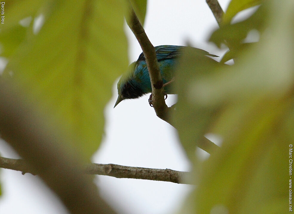 Dacnis bleu mâle