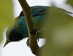 Dacnis bleu