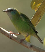 Blue Dacnis