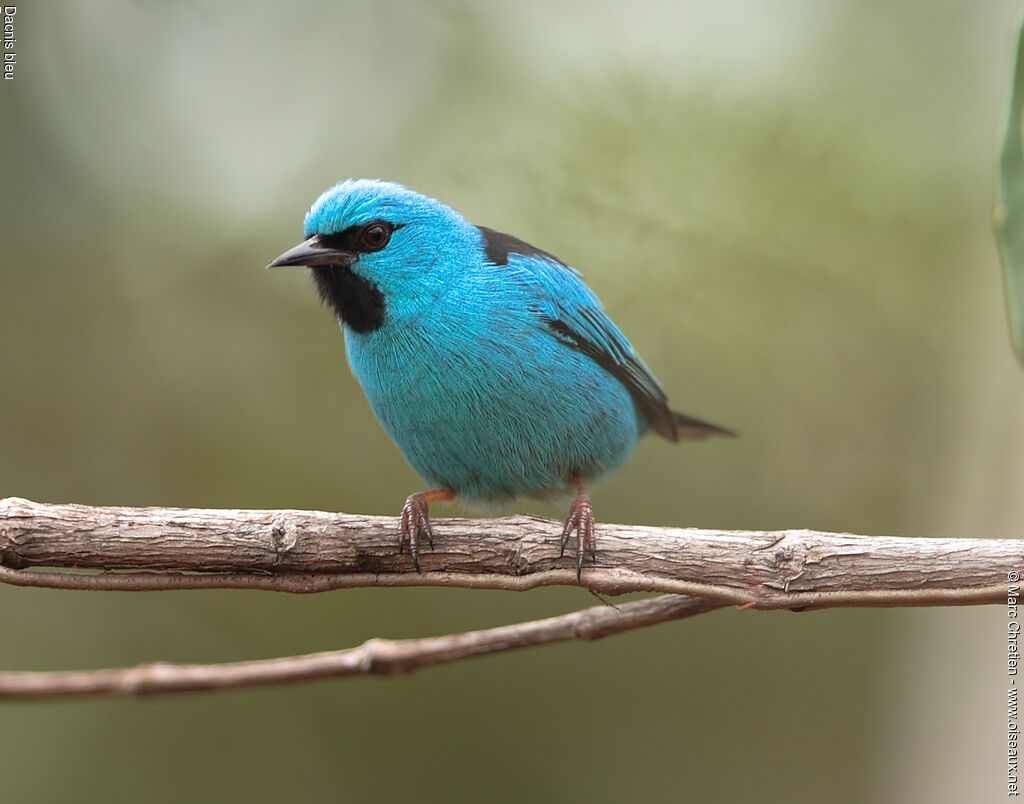 Dacnis bleu mâle