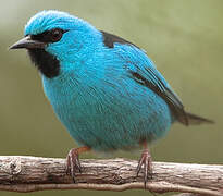 Blue Dacnis