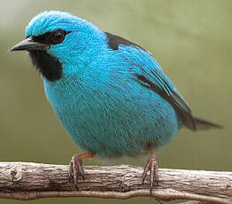 Dacnis bleu