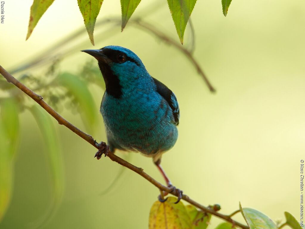 Dacnis bleu