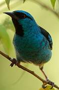 Blue Dacnis