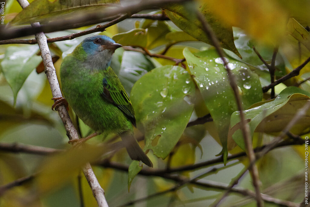 Dacnis bleu femelle adulte