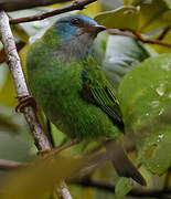 Dacnis bleu