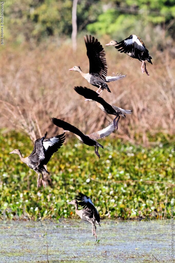 Dendrocygne à ventre noiradulte