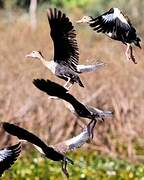 Dendrocygne à ventre noir