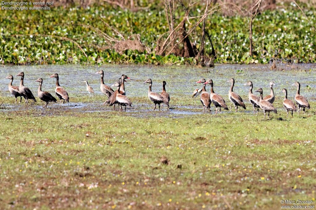 Dendrocygne à ventre noir