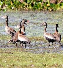 Dendrocygne à ventre noir