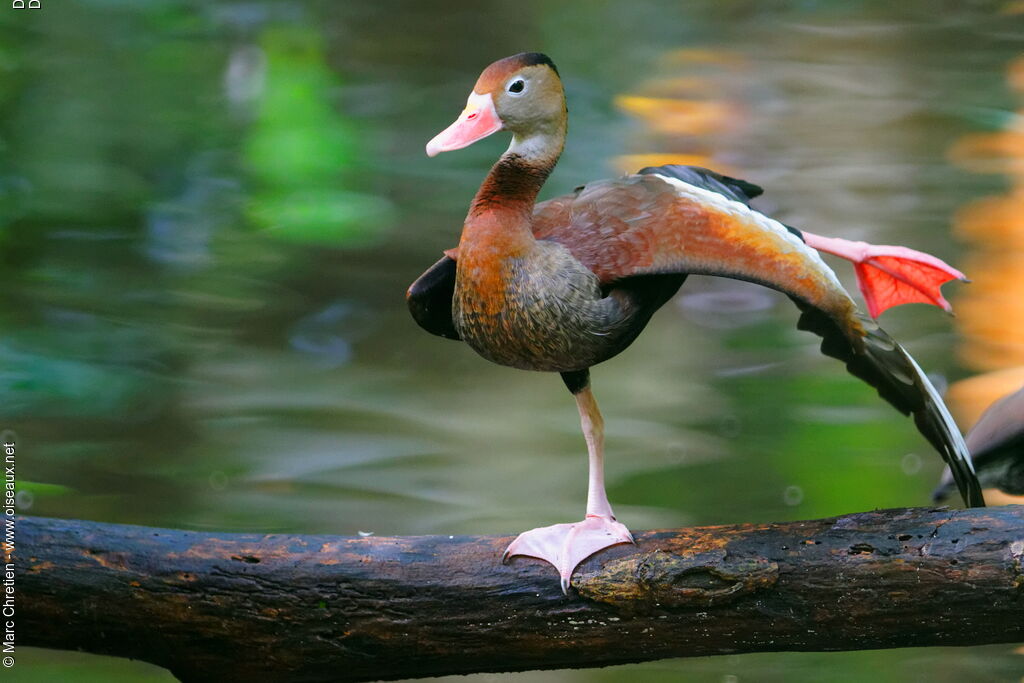 Dendrocygne à ventre noir