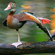 Dendrocygne à ventre noir