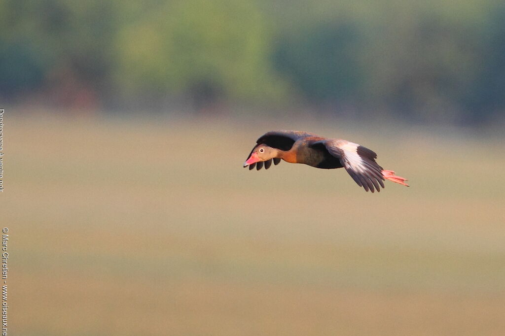 Dendrocygne à ventre noir mâle adulte