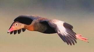 Black-bellied Whistling Duck