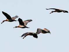 White-faced Whistling Duck