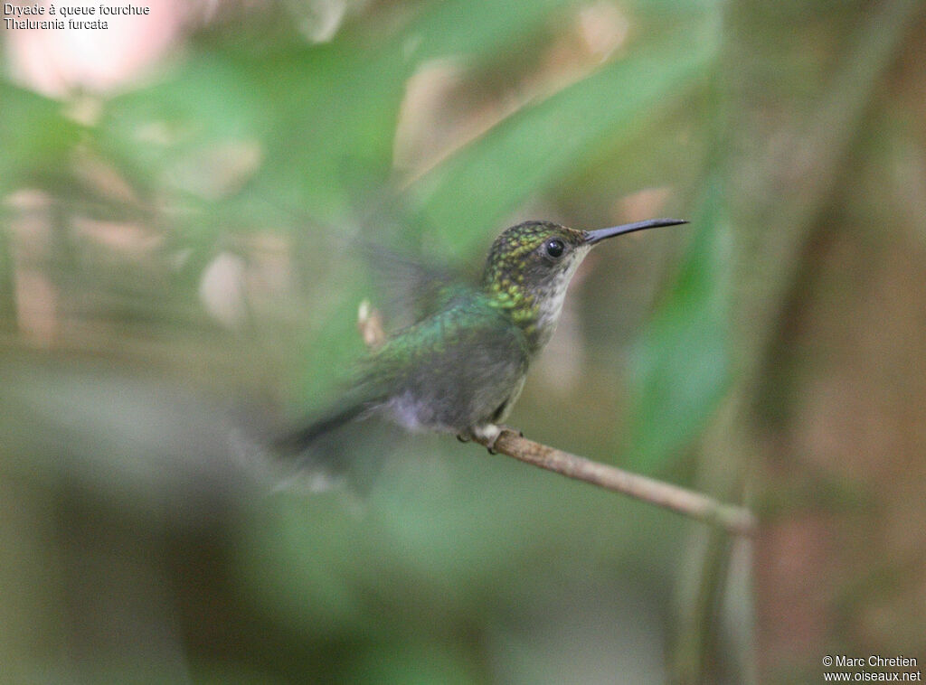 Fork-tailed Woodnymph