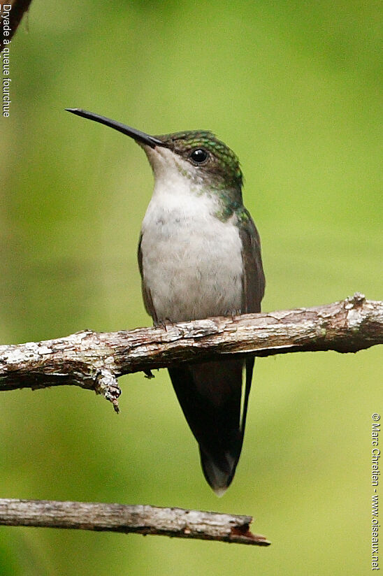 Fork-tailed Woodnymph female adult