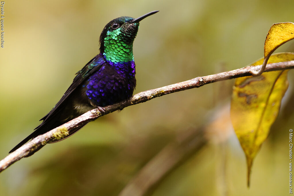 Fork-tailed Woodnymph male adult