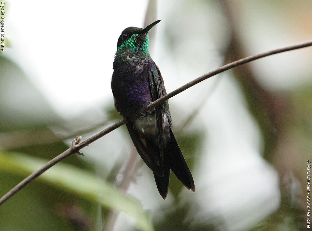 Fork-tailed Woodnymph male