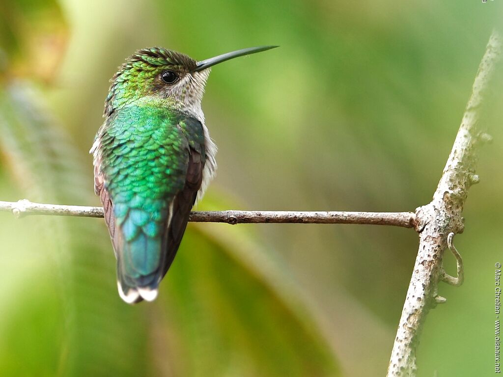 Fork-tailed Woodnymph female adult