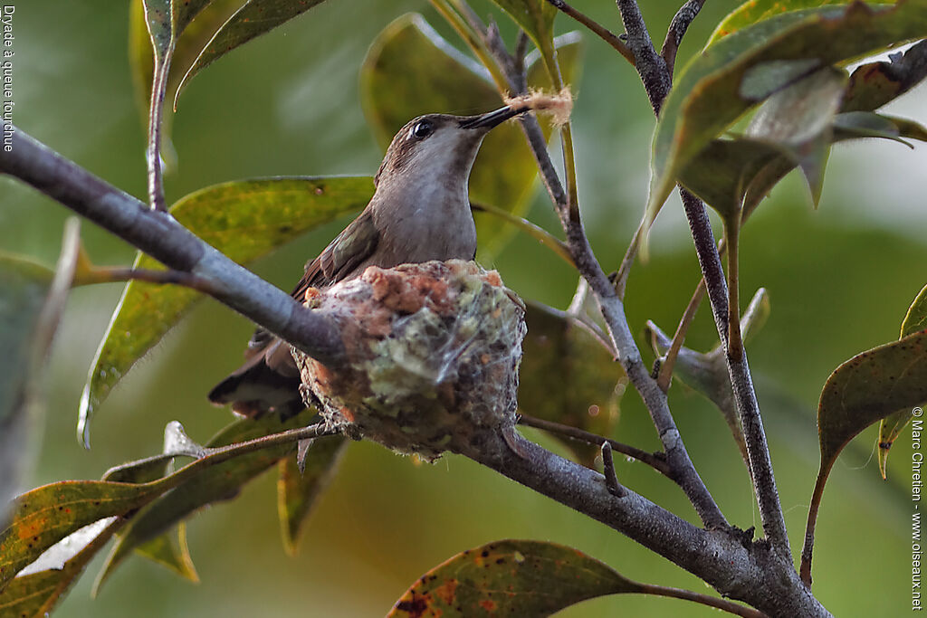 Fork-tailed Woodnymph female adult, Reproduction-nesting