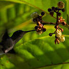 Dryade à queue fourchue