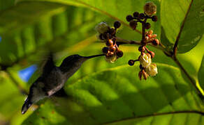 Fork-tailed Woodnymph