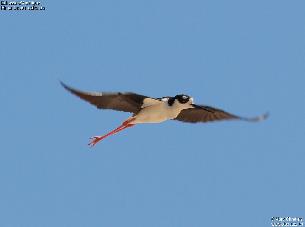 Black-necked Stilt