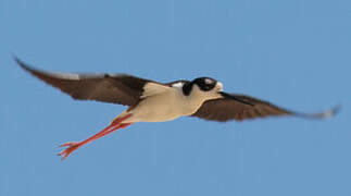 Black-necked Stilt