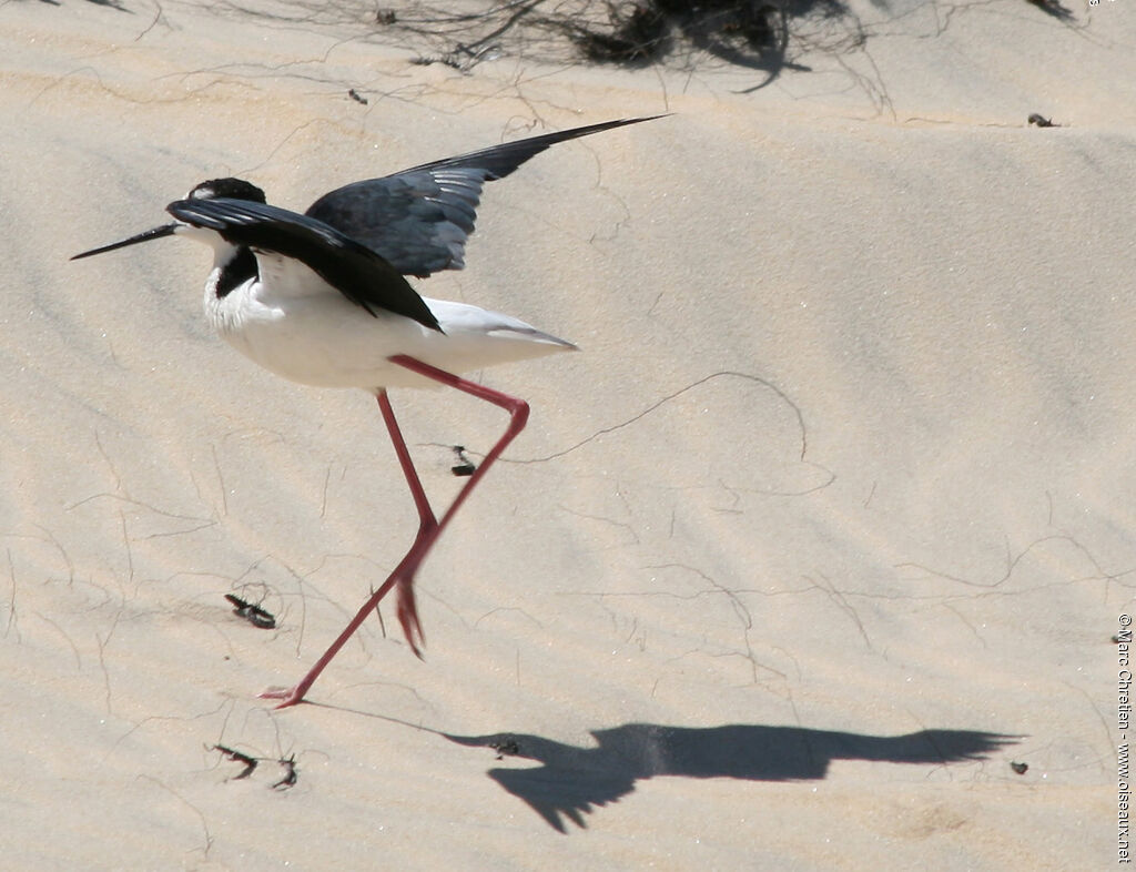 Black-necked Stilt