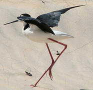 Black-necked Stilt